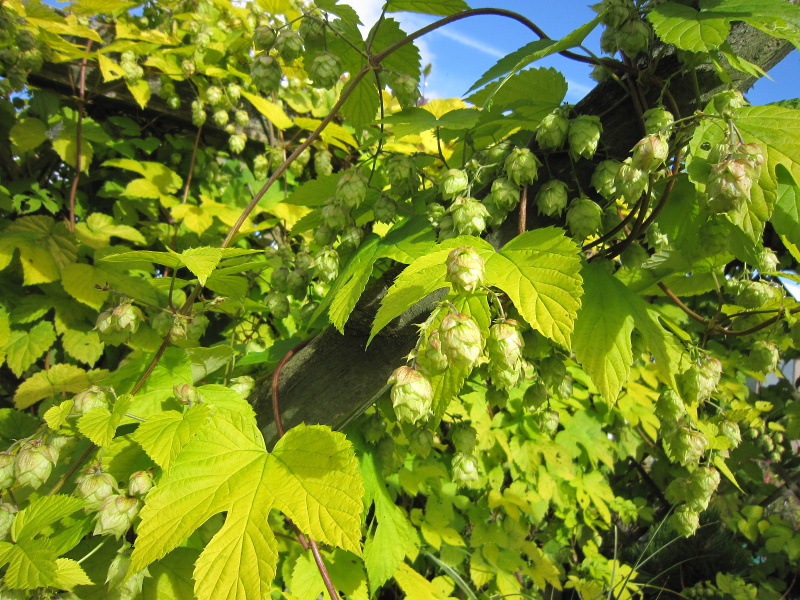 Humulus lupulus Aureus