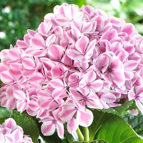 Hydrangea macrophylla Peppermint