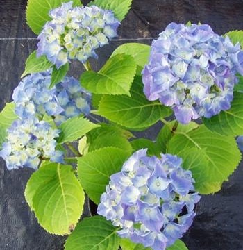 Hydrangea macrophylla Lavbla