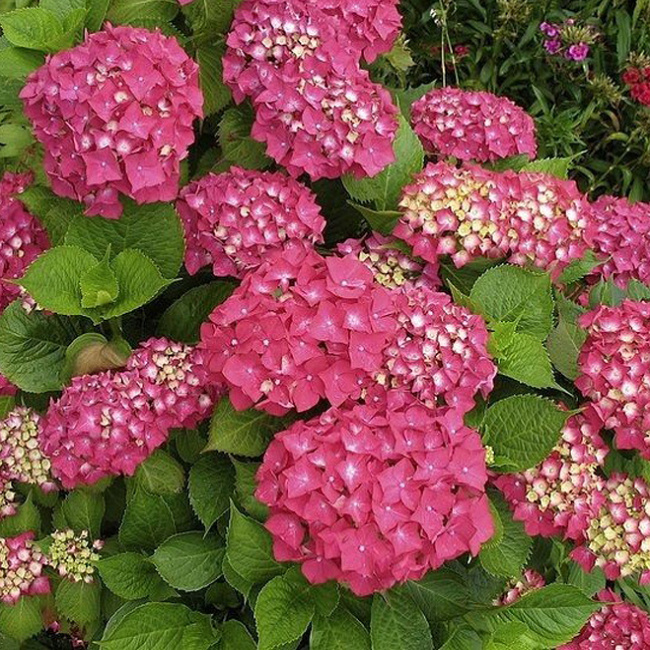 Hydrangea macrophylla Rotkehlchen