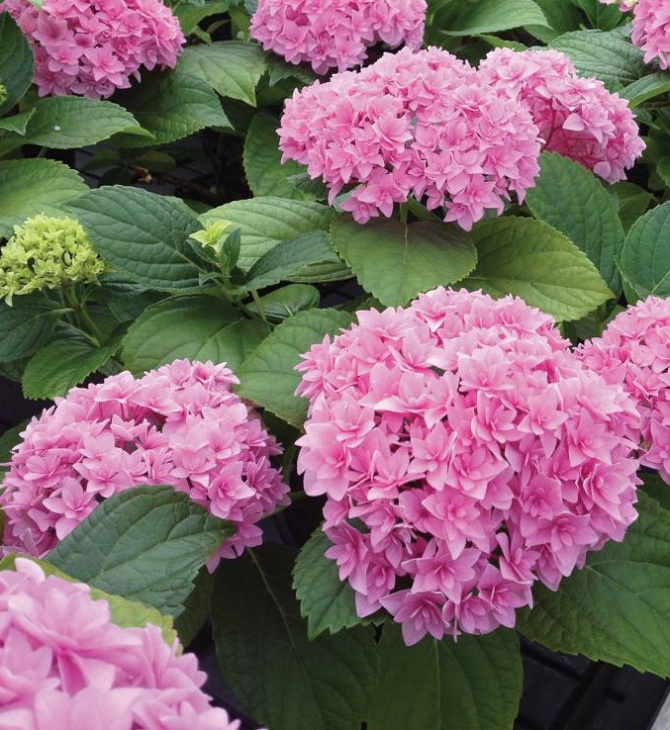 Hydrangea macrophylla Perfection