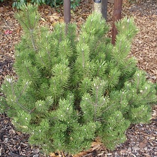 Pinus mugo Krauskopf