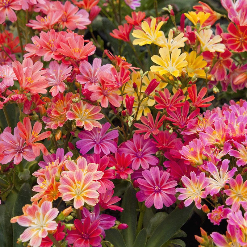 Lewisia cotyledon Elise