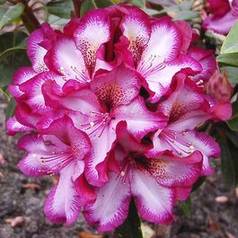 Rhododendron hybridum Midnight Mystique