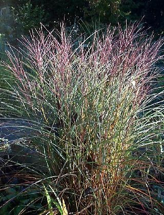 Miscanthus sinensis Kleine Silberspinne