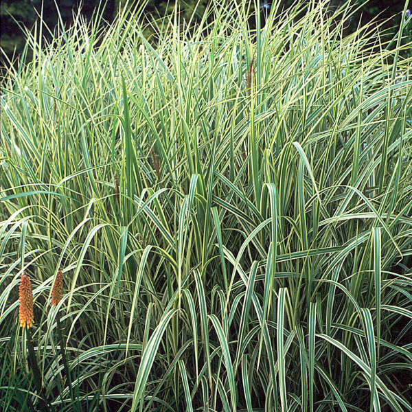 Miscanthus sinensis Variegatus