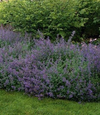 Nepeta faasenii Kit Cat