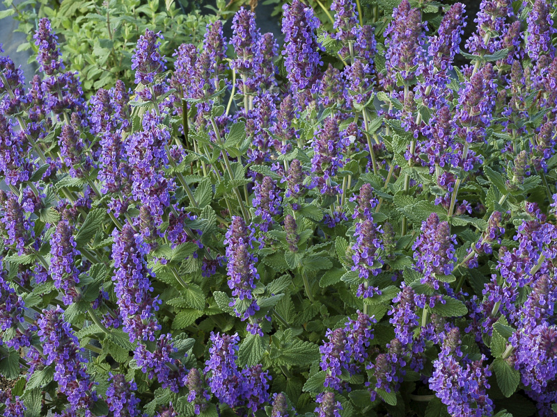 Nepeta faasenii Walker´s Low