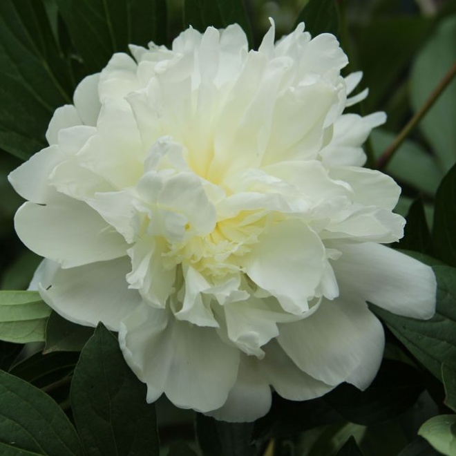 Paeonia lactiflora Duchesse de Nemour
