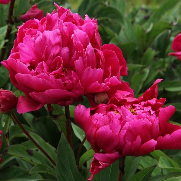 Paeonia lactiflora Karl Rosenfield