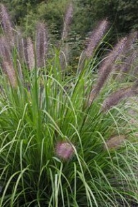 Pennisetum alopecuroides Red Head