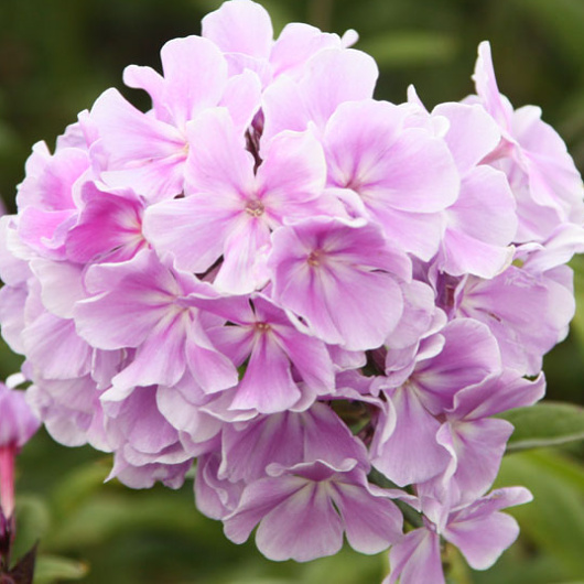 Phlox paniculata Franz Schubert