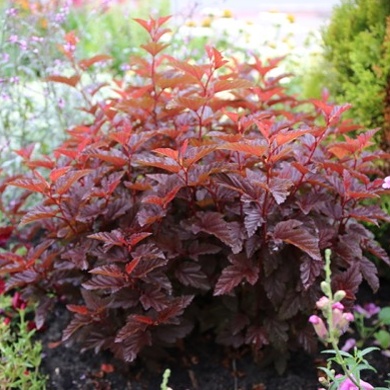 Physocarpus opulifolius Little Angel