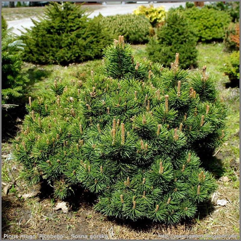 Pinus mugo Picobello