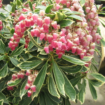 Pieris japonica Ralto