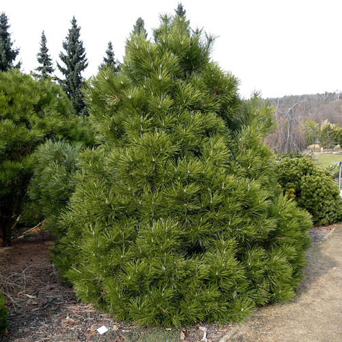 Pinus nigra Nana