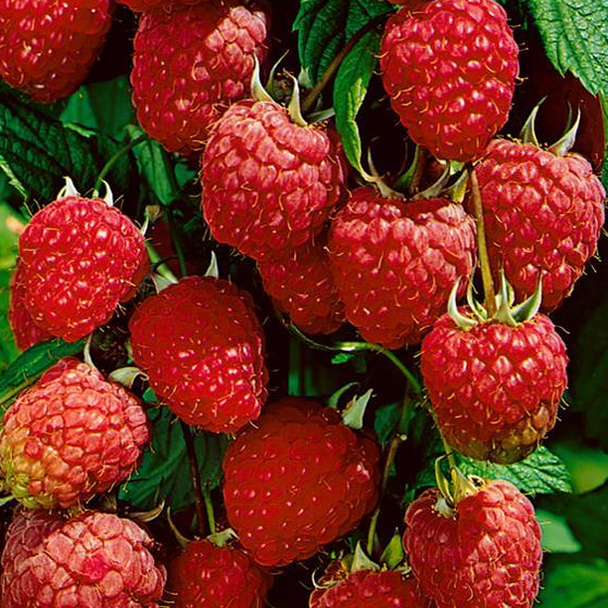 Rubus idaeus Polka
