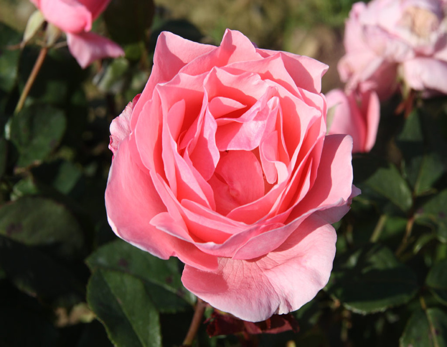 Rosa hybr. (CH)  Queen of Elizabeth