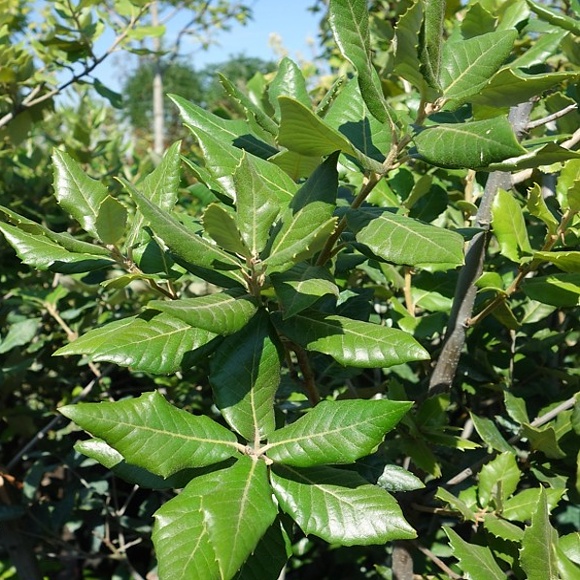 Quercus ilex