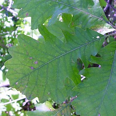 Quercus macrocarpa
