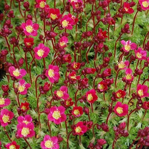 Saxifraga x arendsii Saxony Red