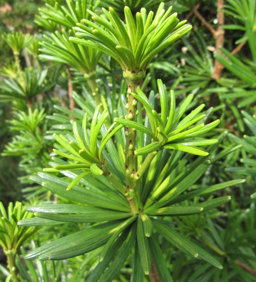 Sciadopitys verticillata