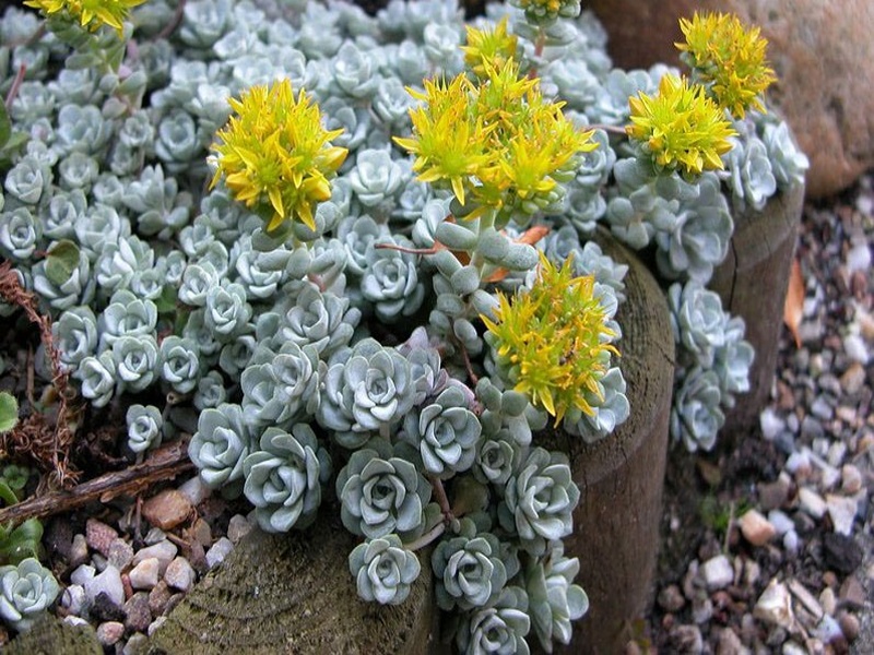 Sedum spathulifolium Cape Blanco