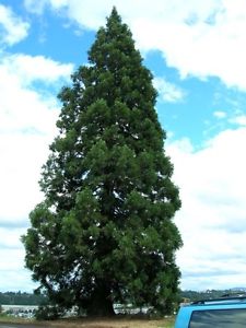 Sequoiadendron giganteum