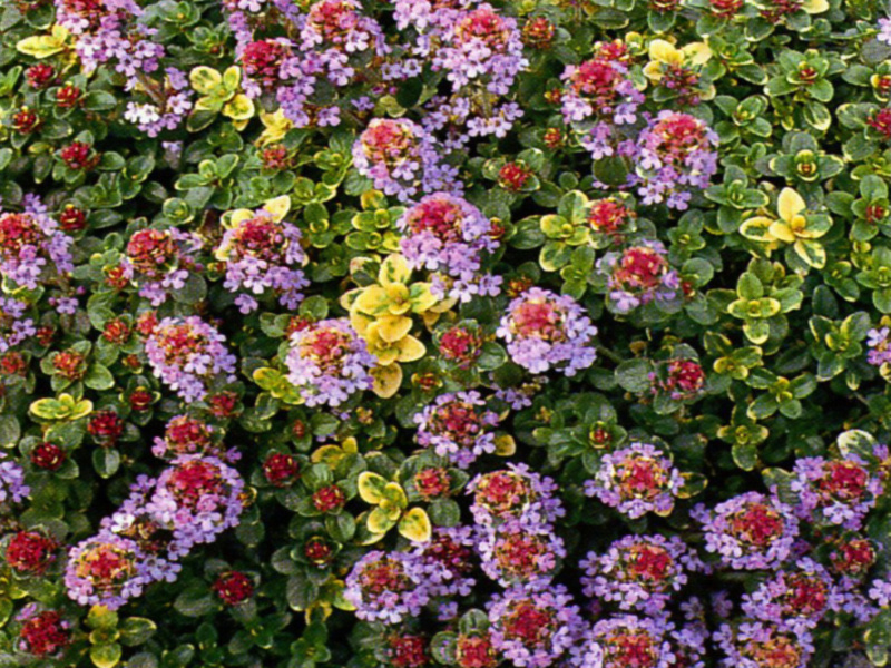 Thymus x citriodorus Doone Valley