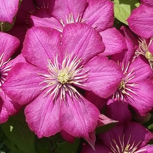 Clematis hybrida Ville de Lyon