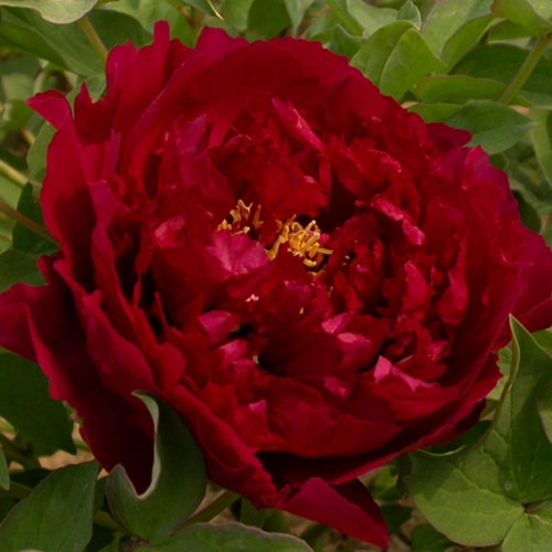 Paeonia sufruticosa Wu Jin Yao Hui
