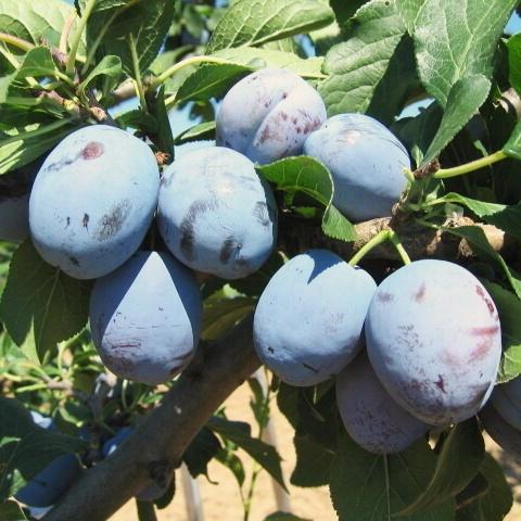 Prunus domestica Čačanska Lepotica