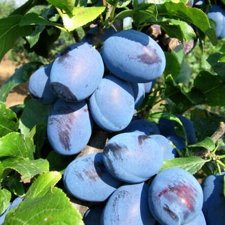 Prunus domestica Čačanska Rodna