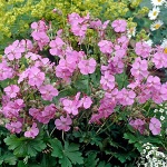 Geranium cantabrigiense Karmina