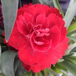 Dianthus caryophyllus Carmen Red
