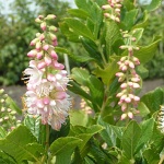 Clethra alnifolia Pink Spire