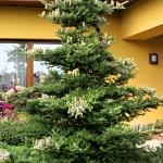 Abies koreana