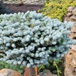 Abies koreana Kohout’s Icebreaker