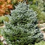 Abies koreana Silberlocke (syn. Horstmann´s Silberlocke)