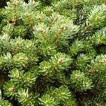 Abies koreana Silberperle (syn. Silver Pearl, Silberkrueger, Silberzwerg)