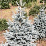 Abies lasiocarpa Compacta