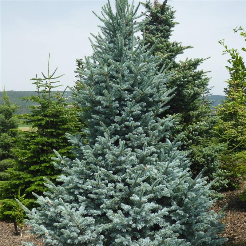 Abies lasiocarpa Wollbeck
