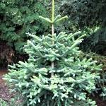 Abies pinsapo Glauca