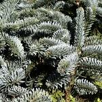 Abies procera Argentea