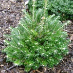 Abies koreocarpa Diskus