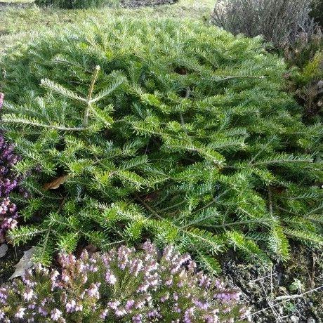 Abies koreana Fliegender Untertasse