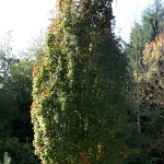 Acer campestre William Caldwell