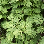 Acer japonicum Aconitifolium