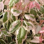 Acer negundo Flamingo