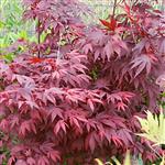 Acer palmatum Atropurpureum